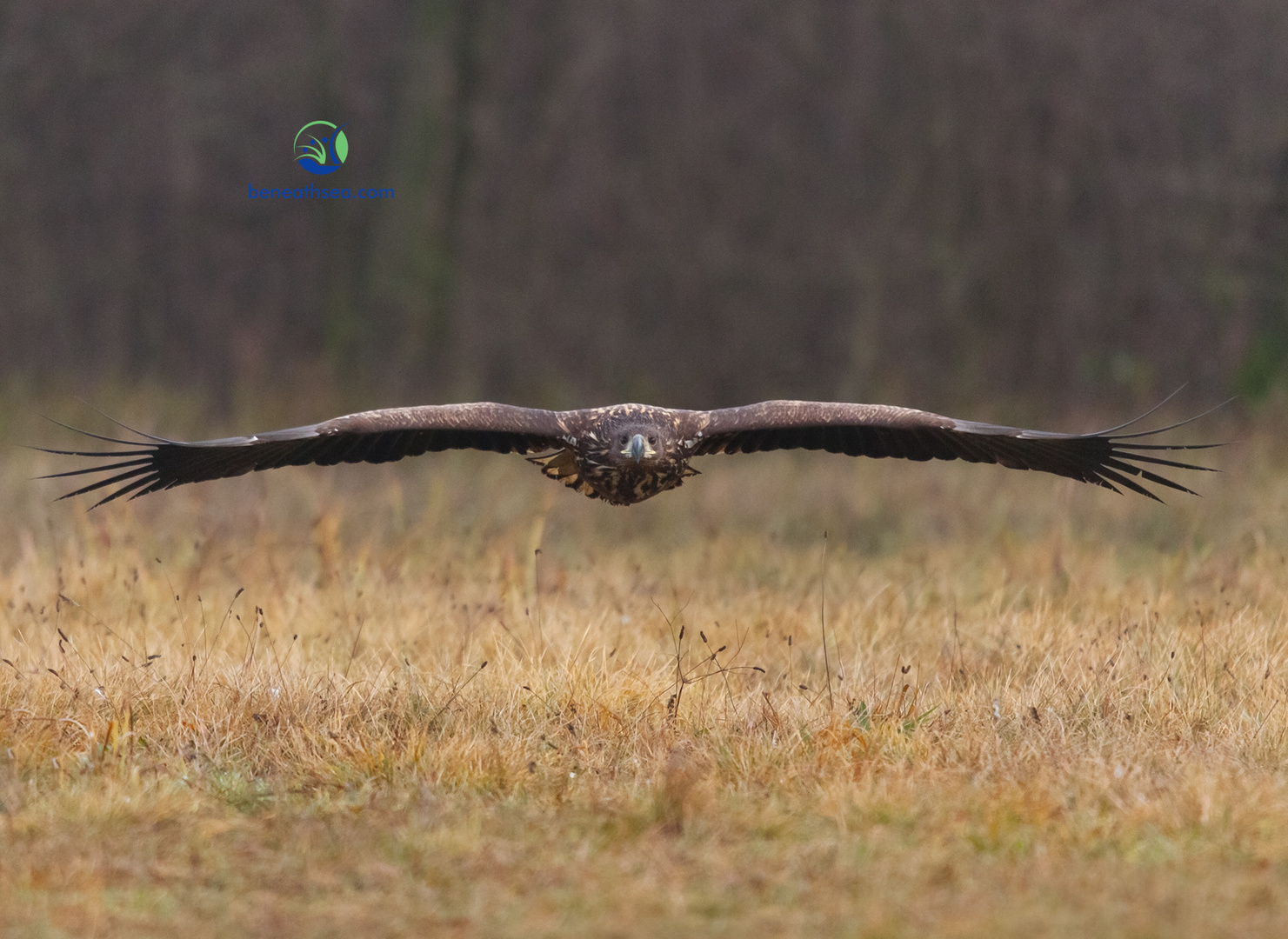 Seedler im Anflug, Polen