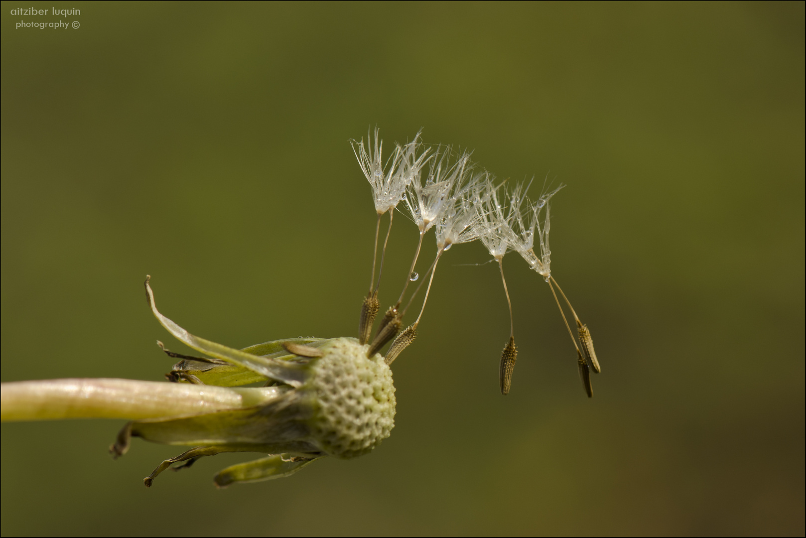 seeds