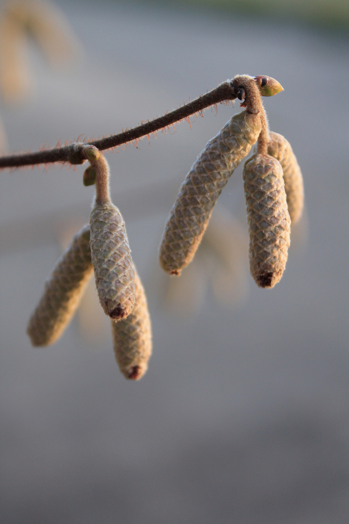 Seeds