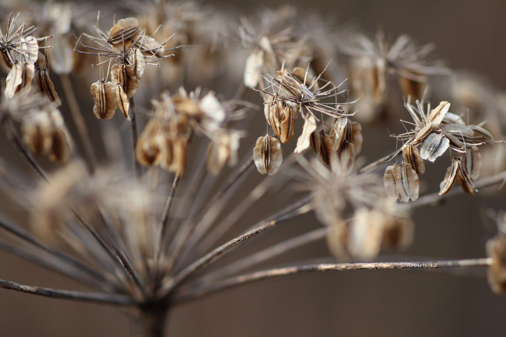 seeds