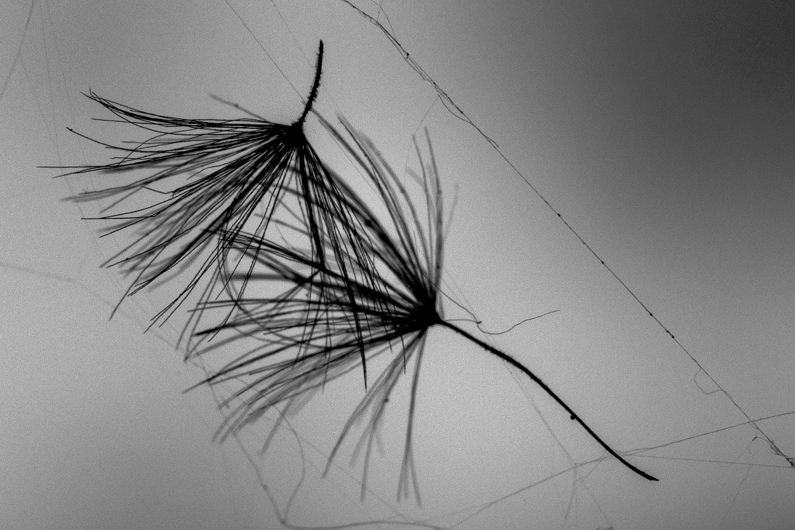 seeds in spider web