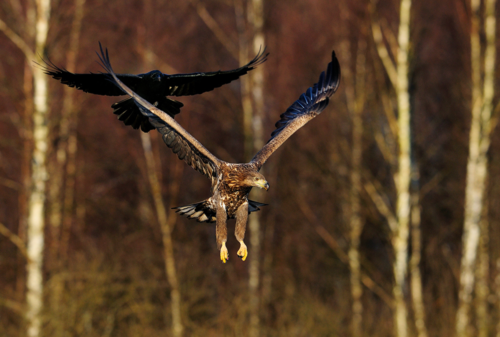 Seeeadler mit "Anhang", Masuren