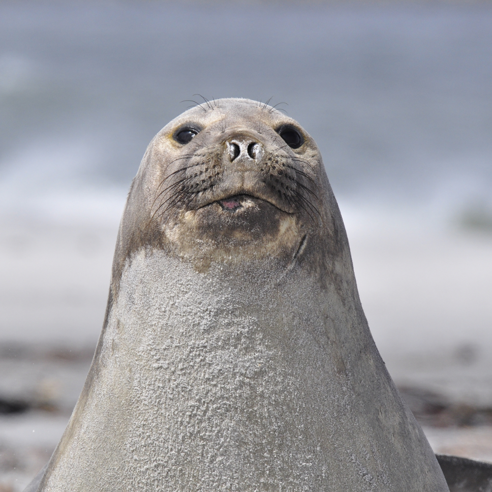 Seeelefant (auf SeaLion Island, Falkland)