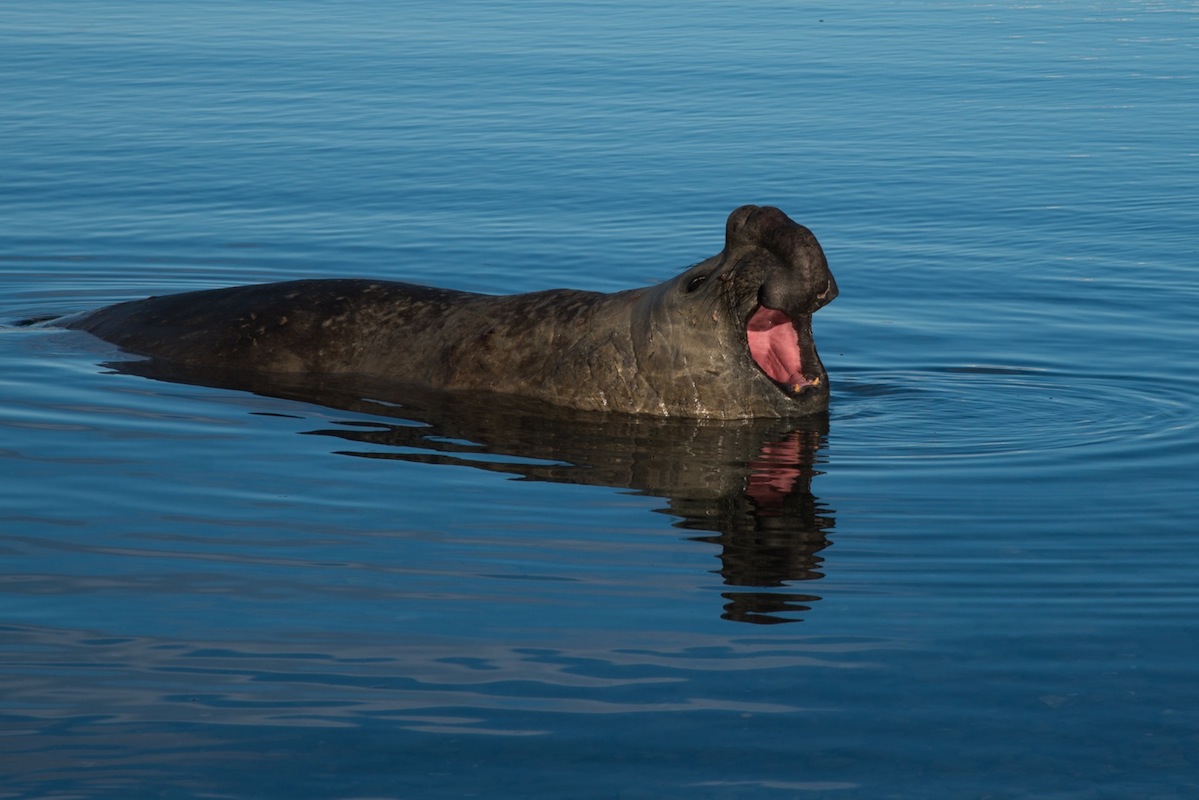 Seeelefant in South Georgia