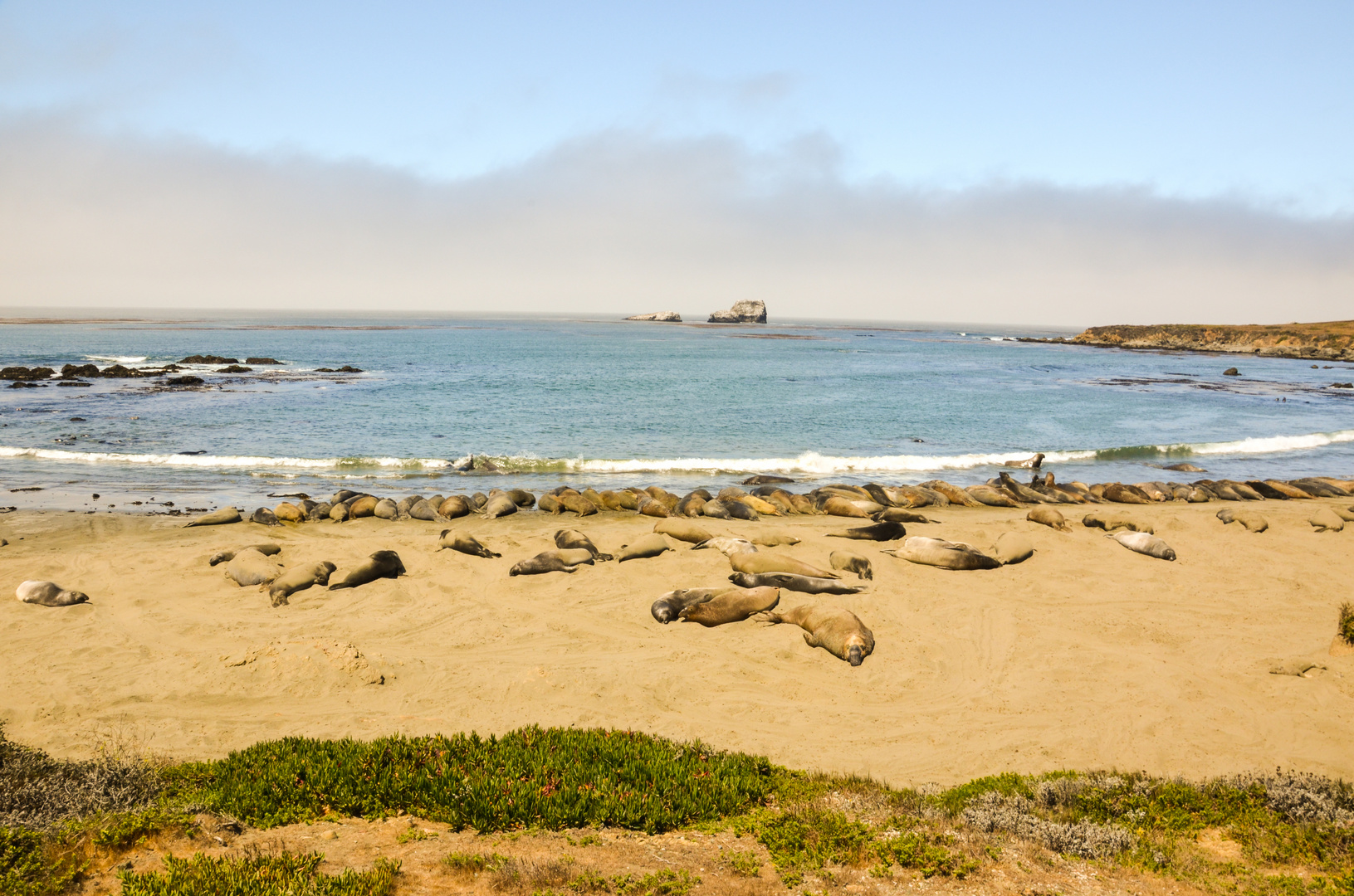 Seeelefanten bei Piedras Blancas