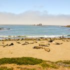 Seeelefanten bei Piedras Blancas