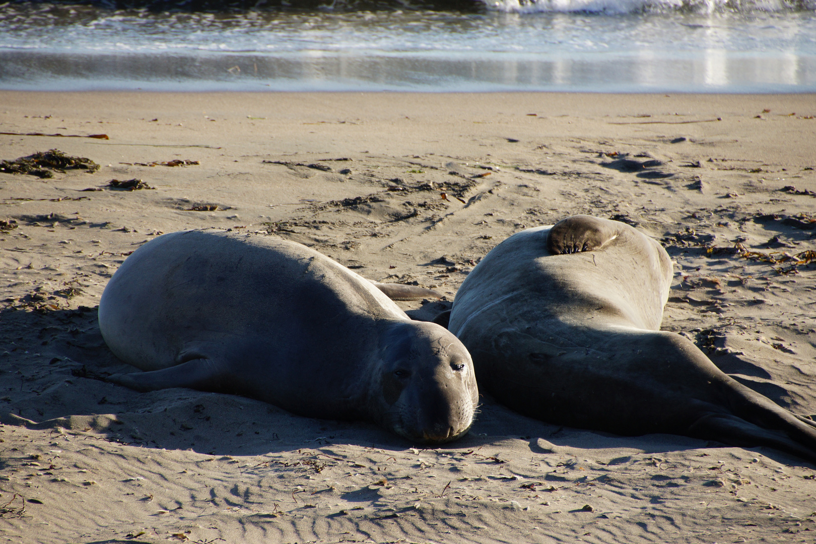 Seeelefanten ruhen am Strand