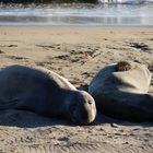 Seeelefanten ruhen am Strand