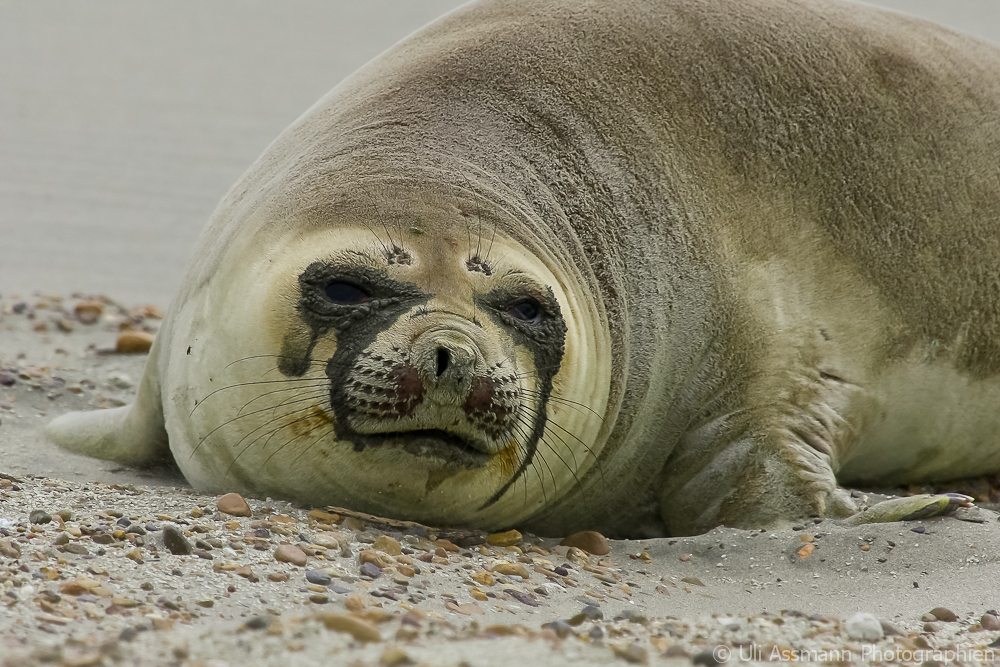 Seeelefanten-Weibchen an der Küste Patagoniens