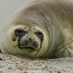 Seeelefanten-Weibchen an der Küste Patagoniens