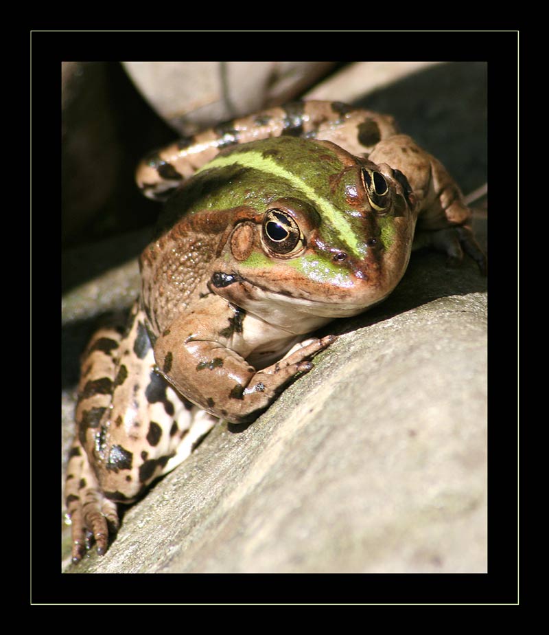 Seefrosch