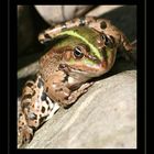 Seefrosch