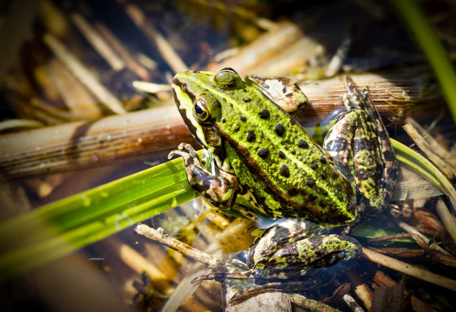 seefrosch