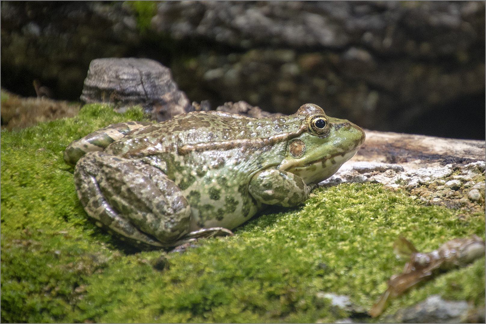 Seefrosch - Alpenzoo Innsbruck