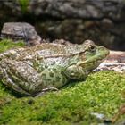 Seefrosch - Alpenzoo Innsbruck