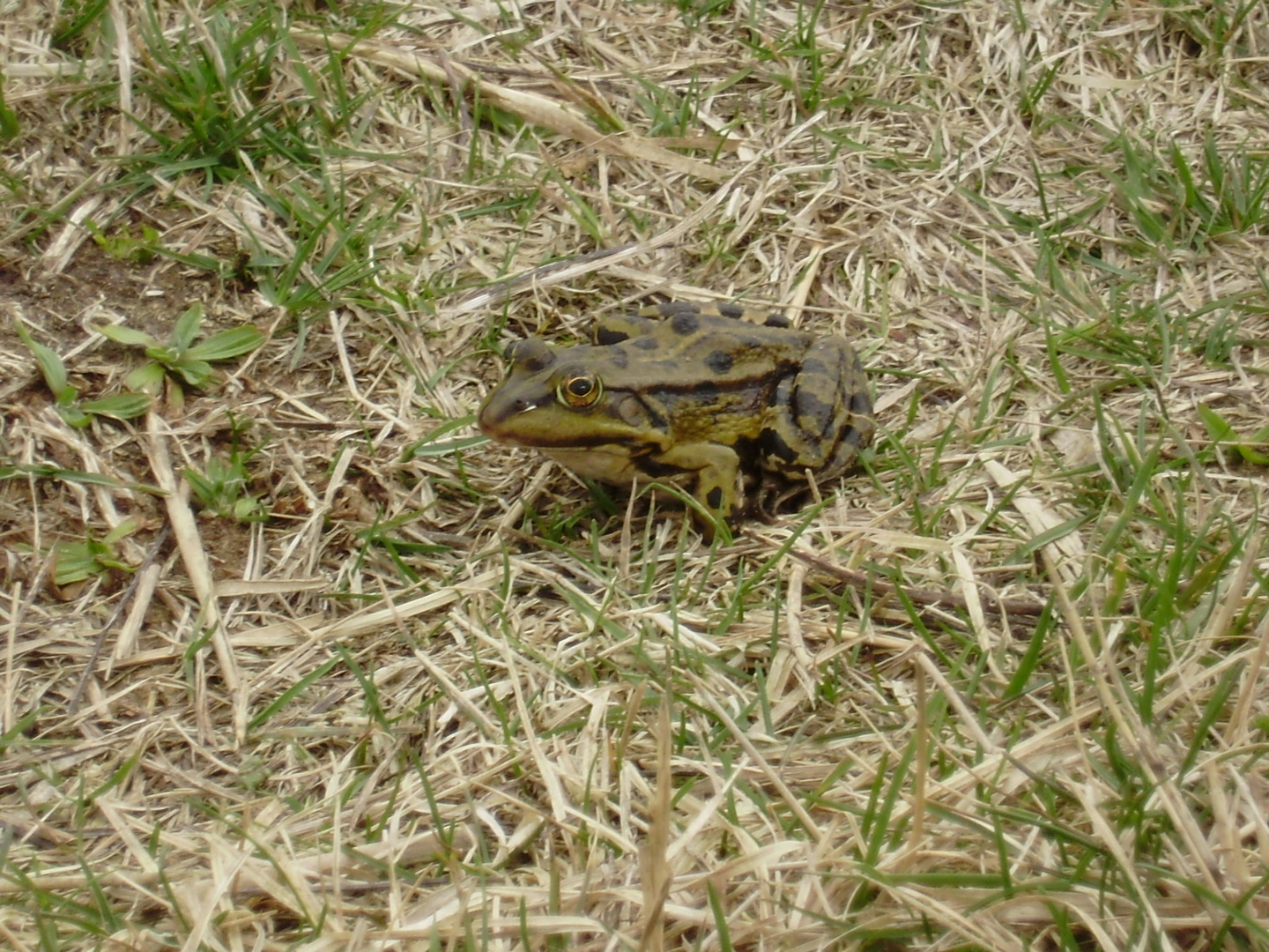 Seefrosch am Achterwasser