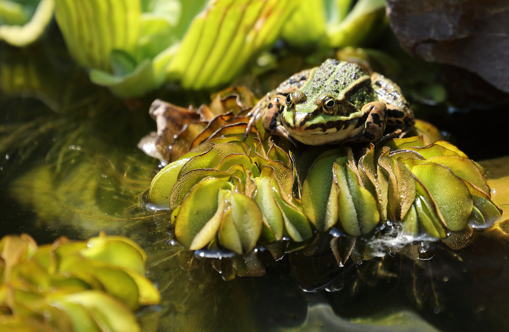 Seefrosch auf Wassersalat