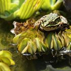 Seefrosch auf Wassersalat