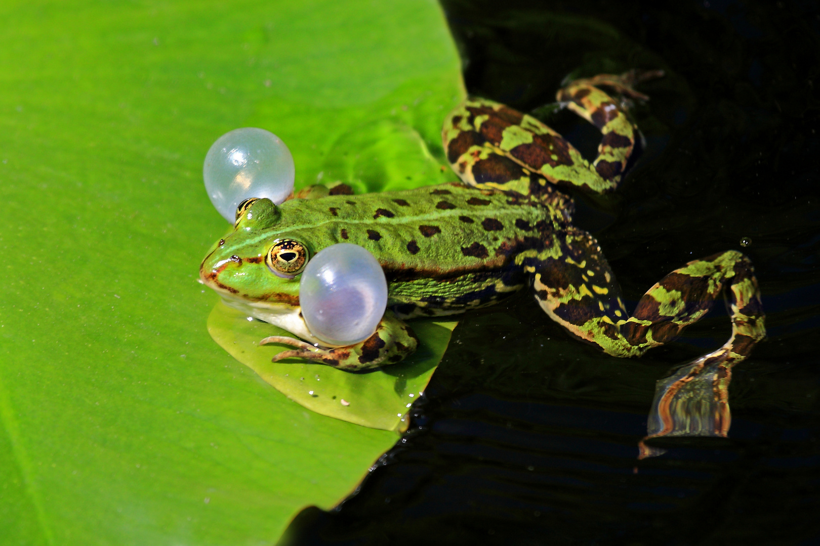 Seefrosch beim Konzert.