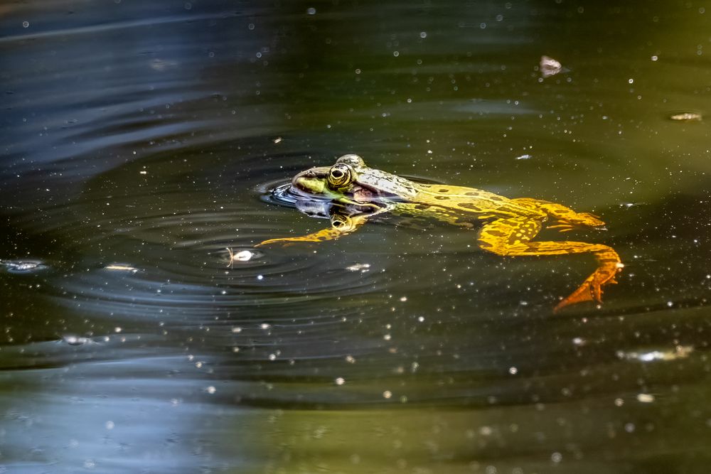 Seefrosch beim Sonnenbaden