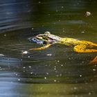 Seefrosch beim Sonnenbaden