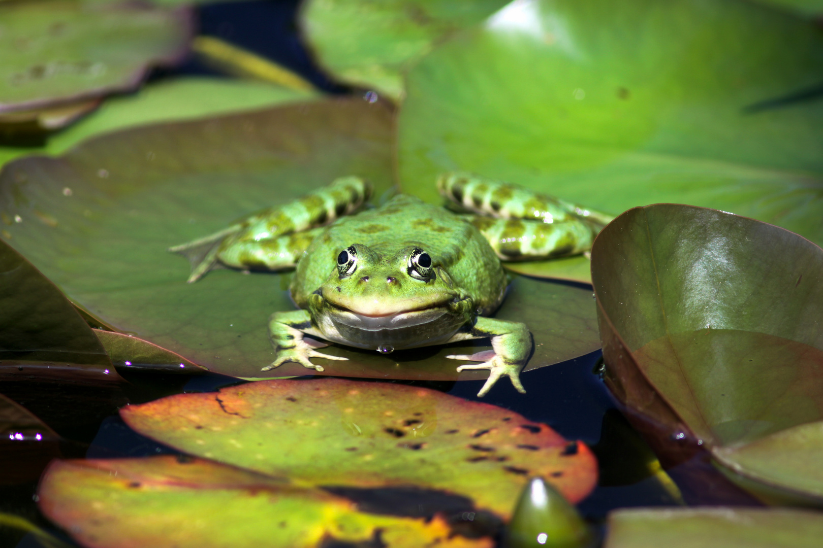 Seefrosch