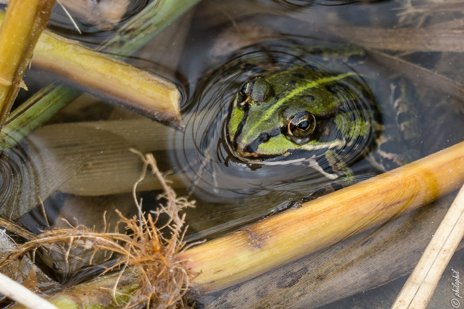 Seefrosch