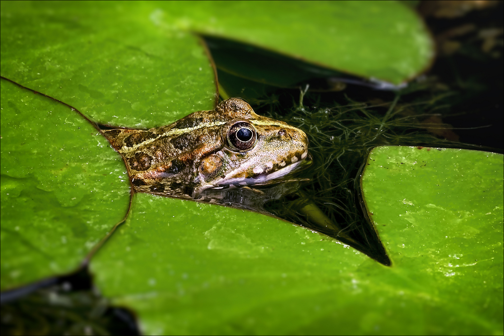 Seefrosch im Teich