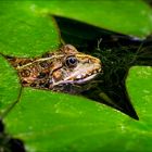 Seefrosch im Teich