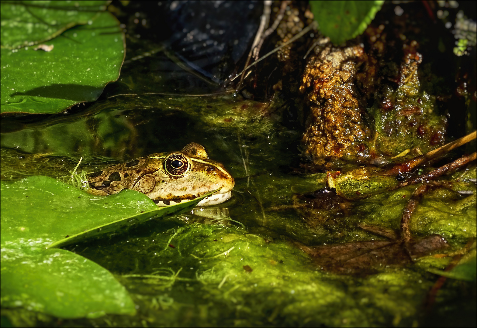 Seefrosch im Tümpel 