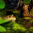 Seefrosch im Tümpel 