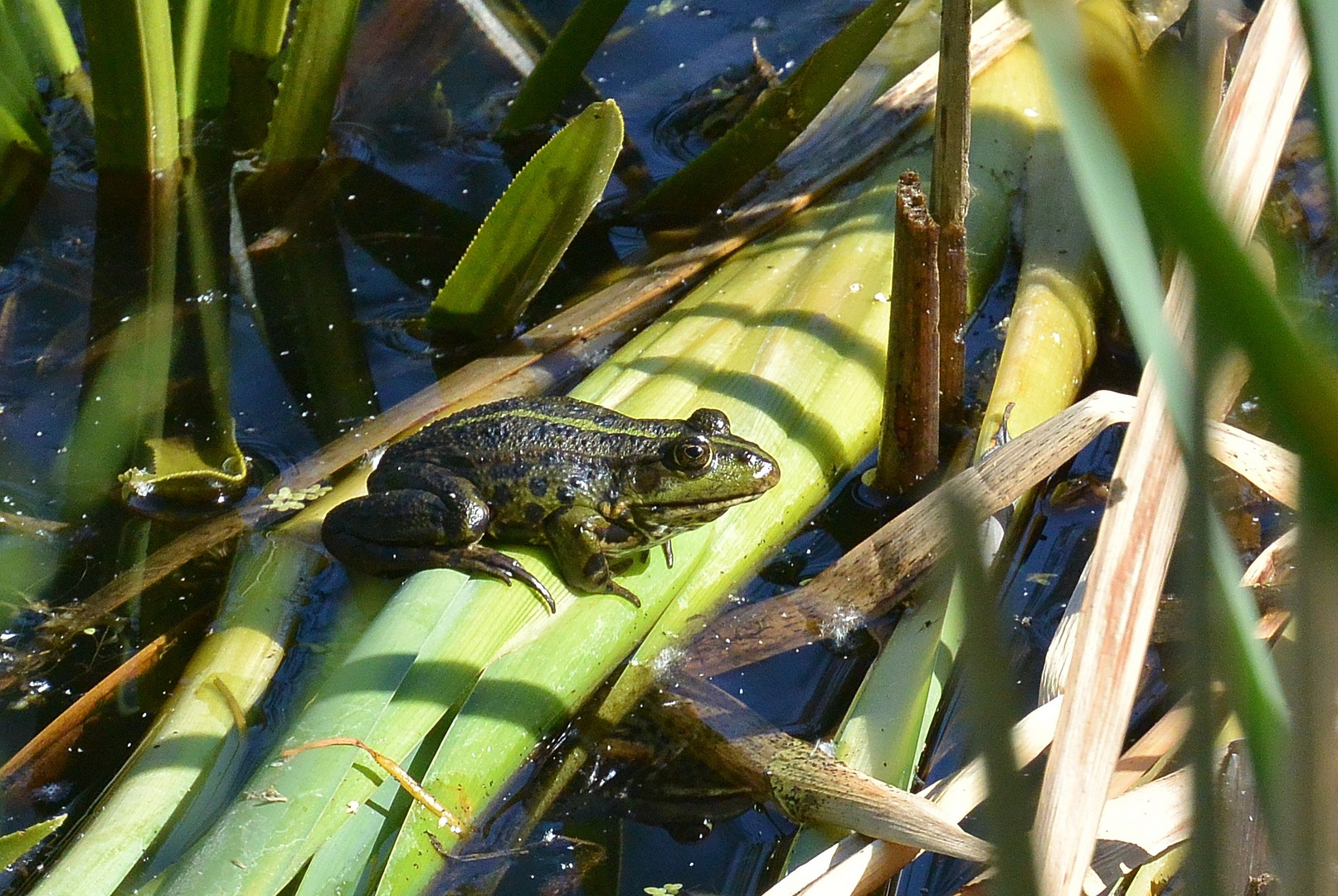 Seefrosch im Werderland