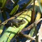 Seefrosch im Werderland