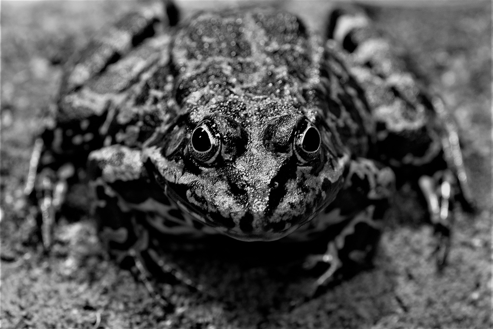 Seefrosch in S/W