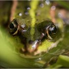 Seefrosch oder Teichfrosch (unsicher) III/15