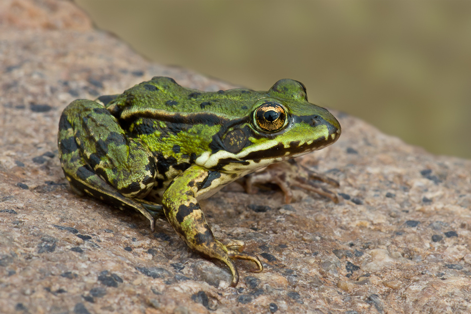 Seefrosch (Pelophylax ridibundus)