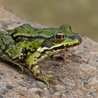 Seefrosch (Pelophylax ridibundus)