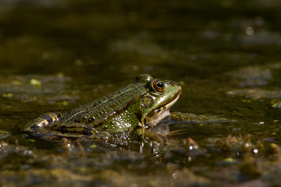 Seefrosch (Rana ridibunda)