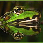 Seefrosch (Rana ridibunda)