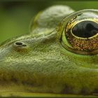 Seefrosch (Rana ridibunda)