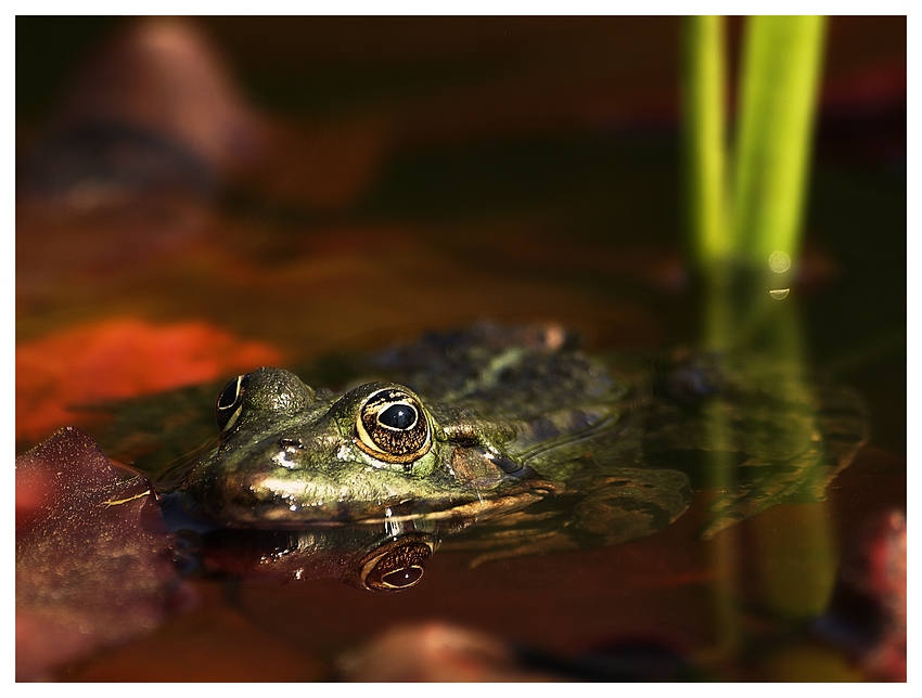 Seefrosch - Rana ridibunda