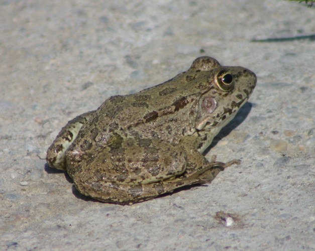 Seefrosch (Rana ridibunda) der türkischen Variante