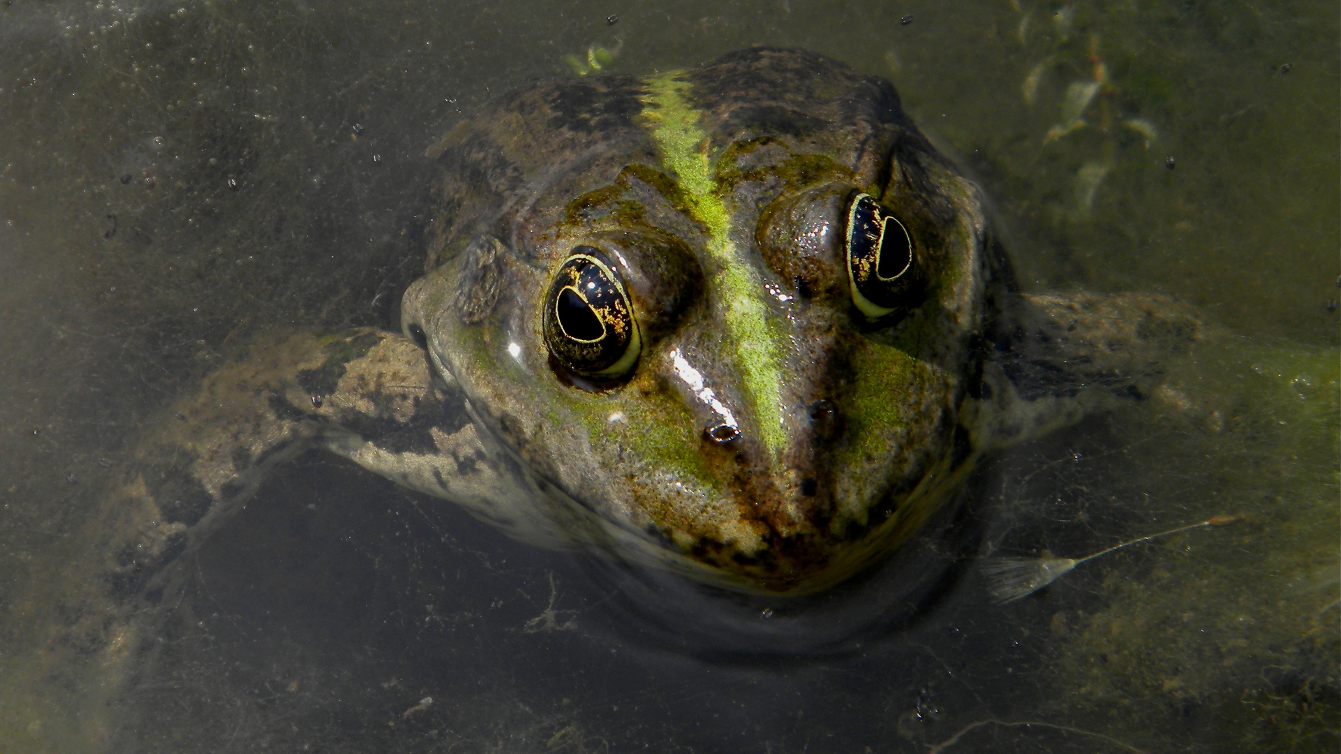 Seefrosch (Rana ridibunda), Leipzig, 15.5.2012