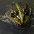 Seefrosch (Rana ridibunda), Leipzig, 15.5.2012