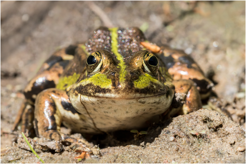 Seefrosch / Teichfrosch(?) I/15