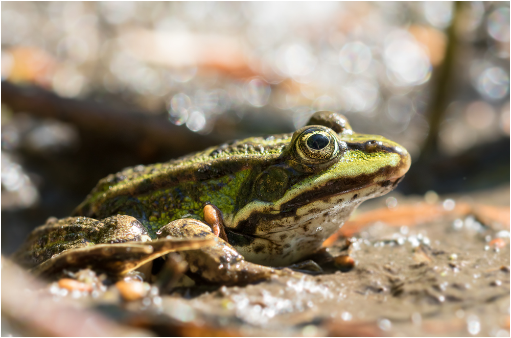 Seefrosch / Teichfrosch(?) II/15