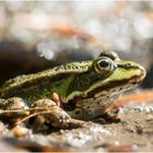 Seefrosch / Teichfrosch(?) II/15