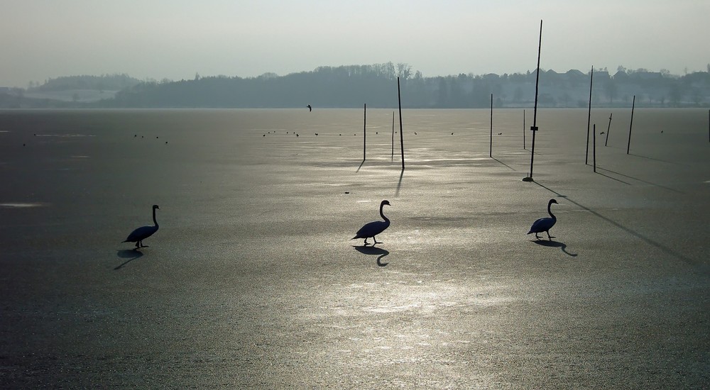 Seegfrörni und "Gleichschritt Marsch" auf dem Pfäffikersee