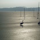 Seegfrörni und "Gleichschritt Marsch" auf dem Pfäffikersee