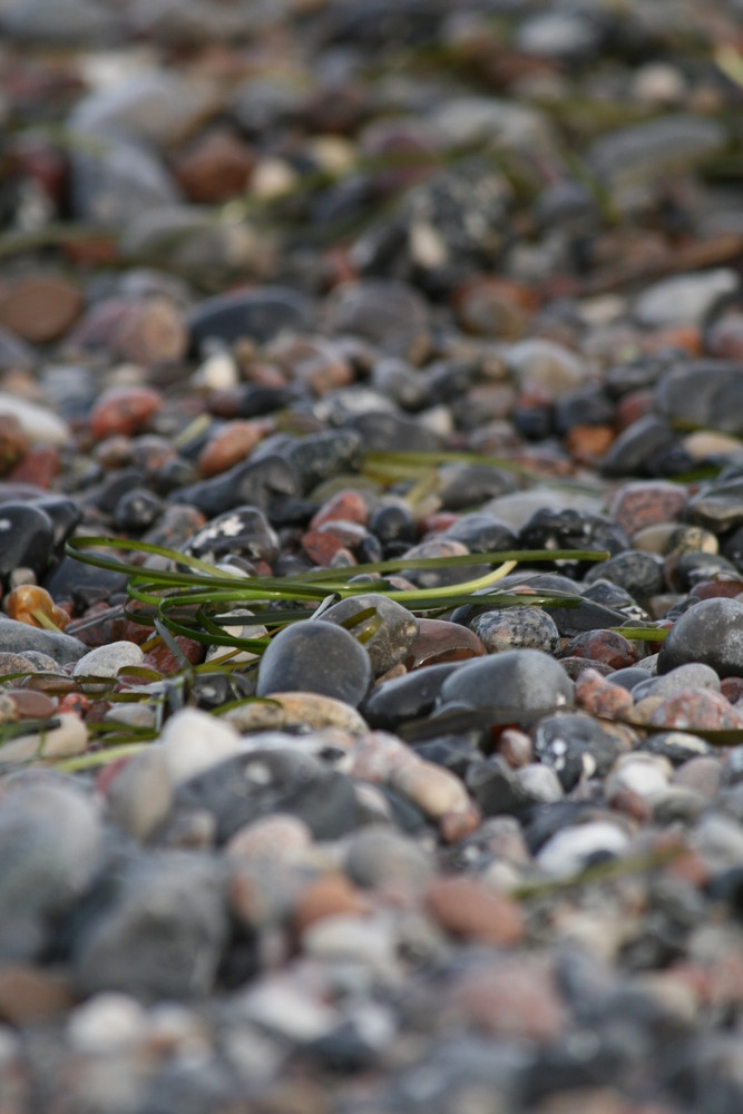 Seegras am Strand